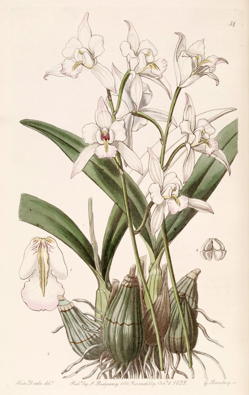 Laelia albida door Miss Drake
