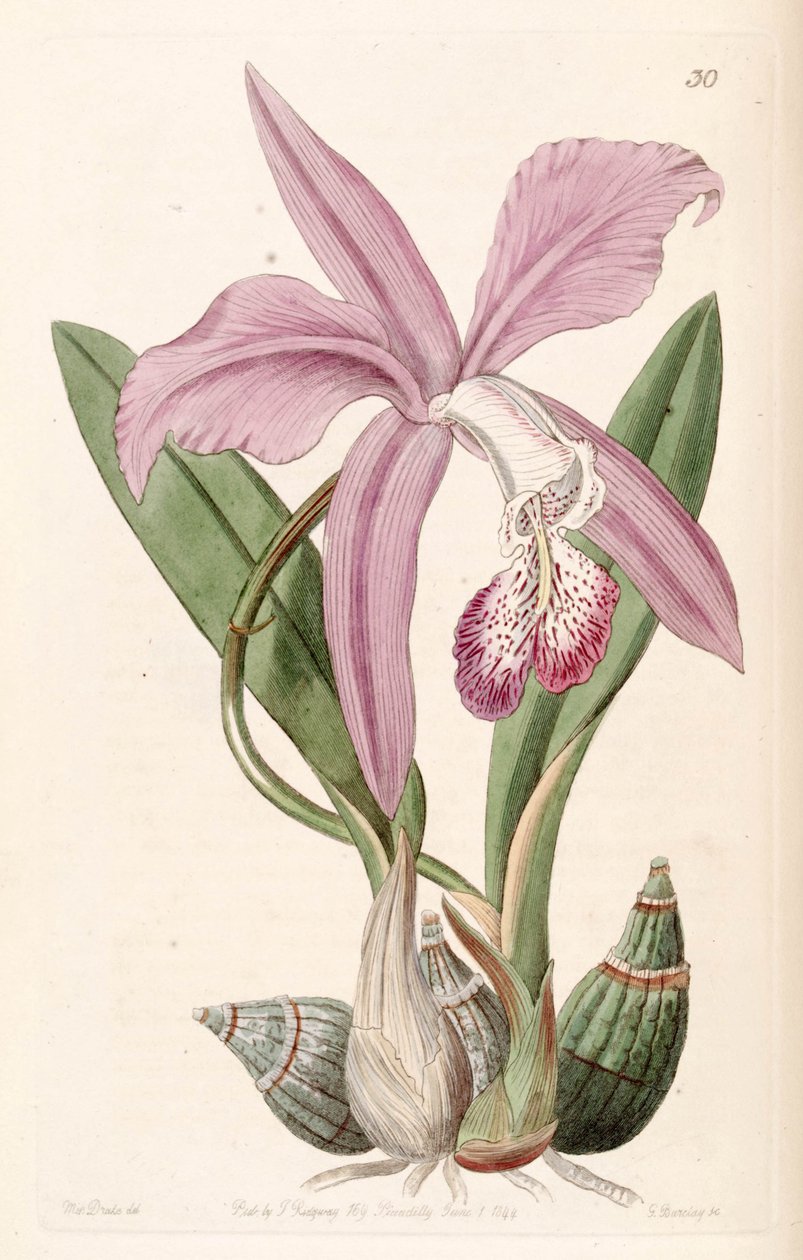 Laelia speciosa door Miss Drake