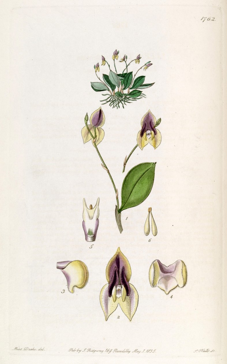 Lepanthes tridentata door Miss Drake