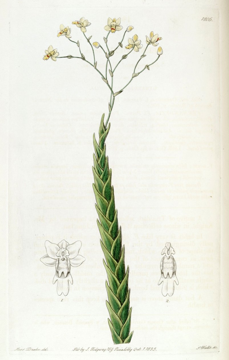 Lockhartia acuta (als syn. Fernandezia acuta) door Miss Drake
