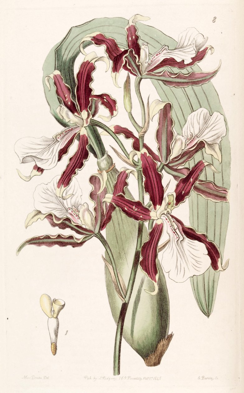 Miltonia cuneata door Miss Drake