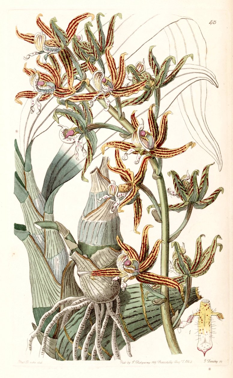 Mormodes lineata door Miss Drake