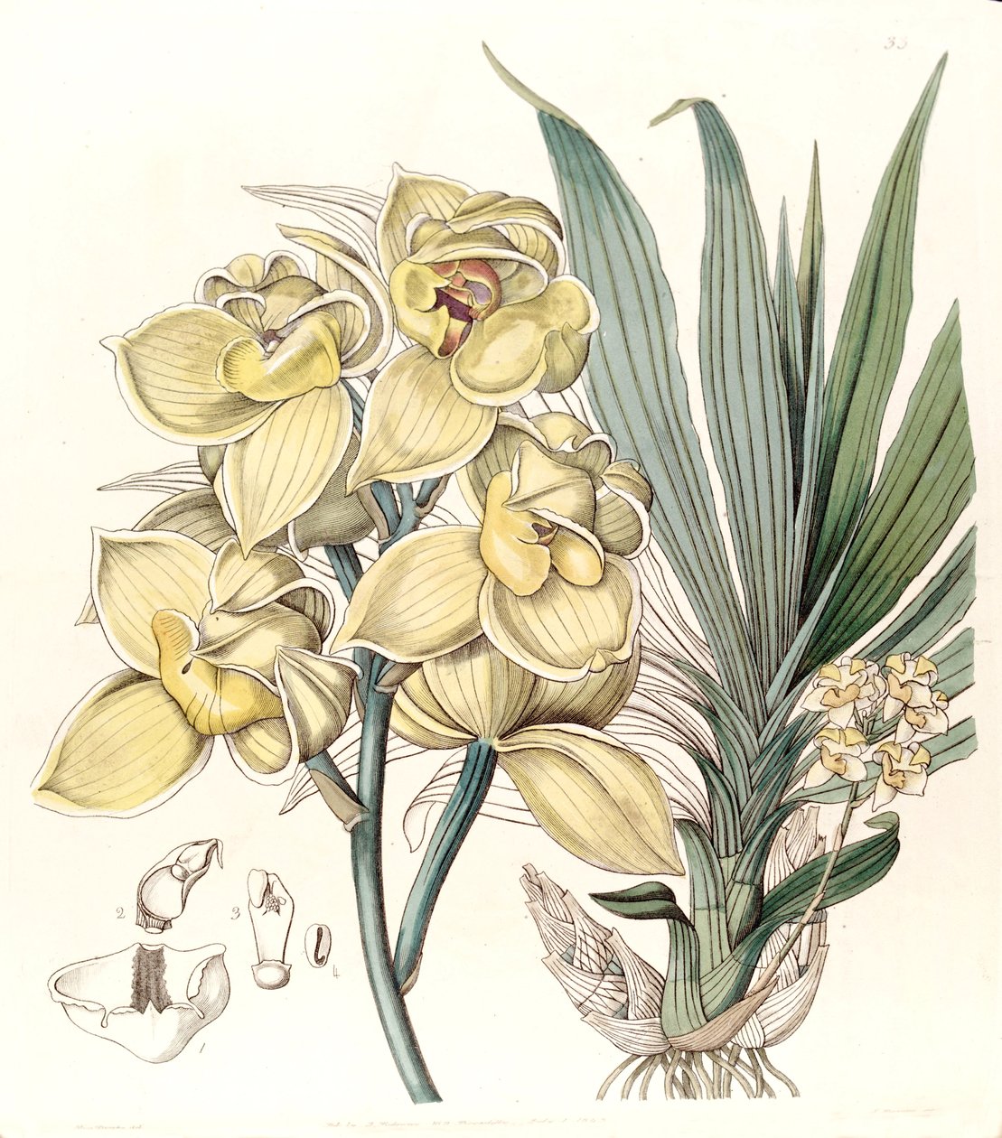 Mormodes luxata (als Mormodes luxatum) door Miss Drake