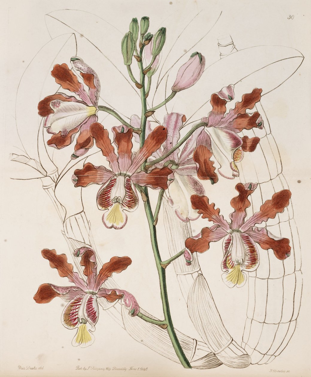 Myrmecophila grandiflora door Miss Drake