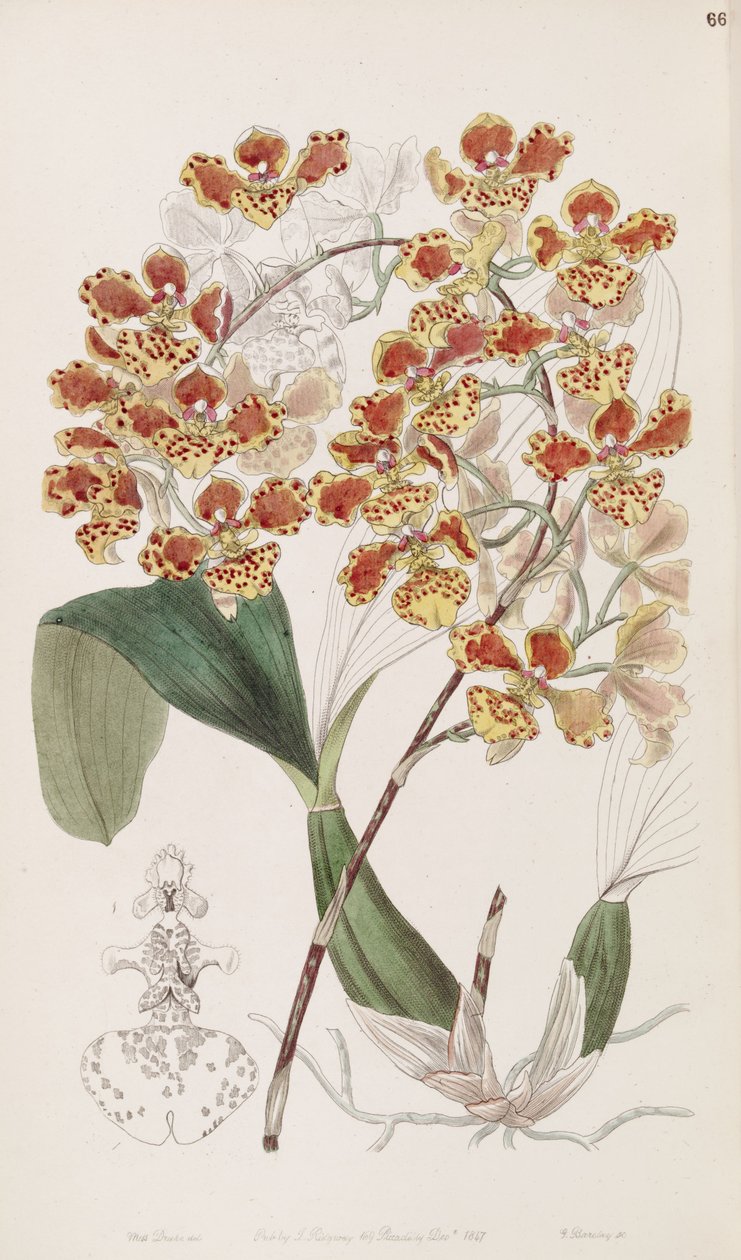 Oncidium amictum door Miss Drake