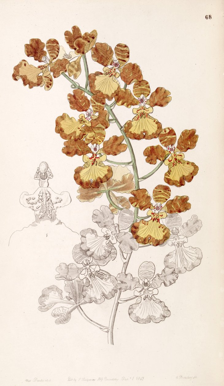 Oncidium gardneri (als syn. Oncidium curtum) door Miss Drake