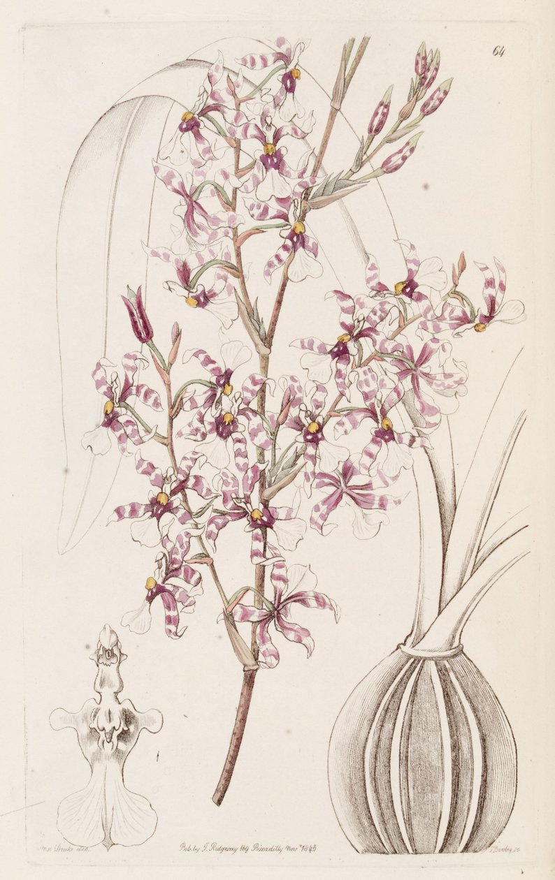Oncidium incurvum door Miss Drake