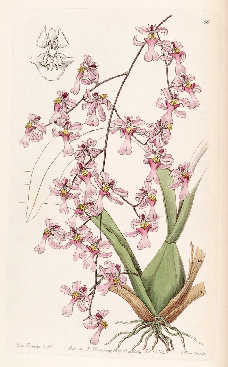 Oncidium ornithorhynchum door Miss Drake