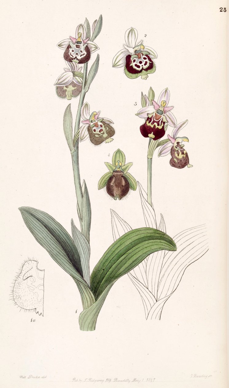 Ophrys fuciflora of Ophrys holoserica door Miss Drake