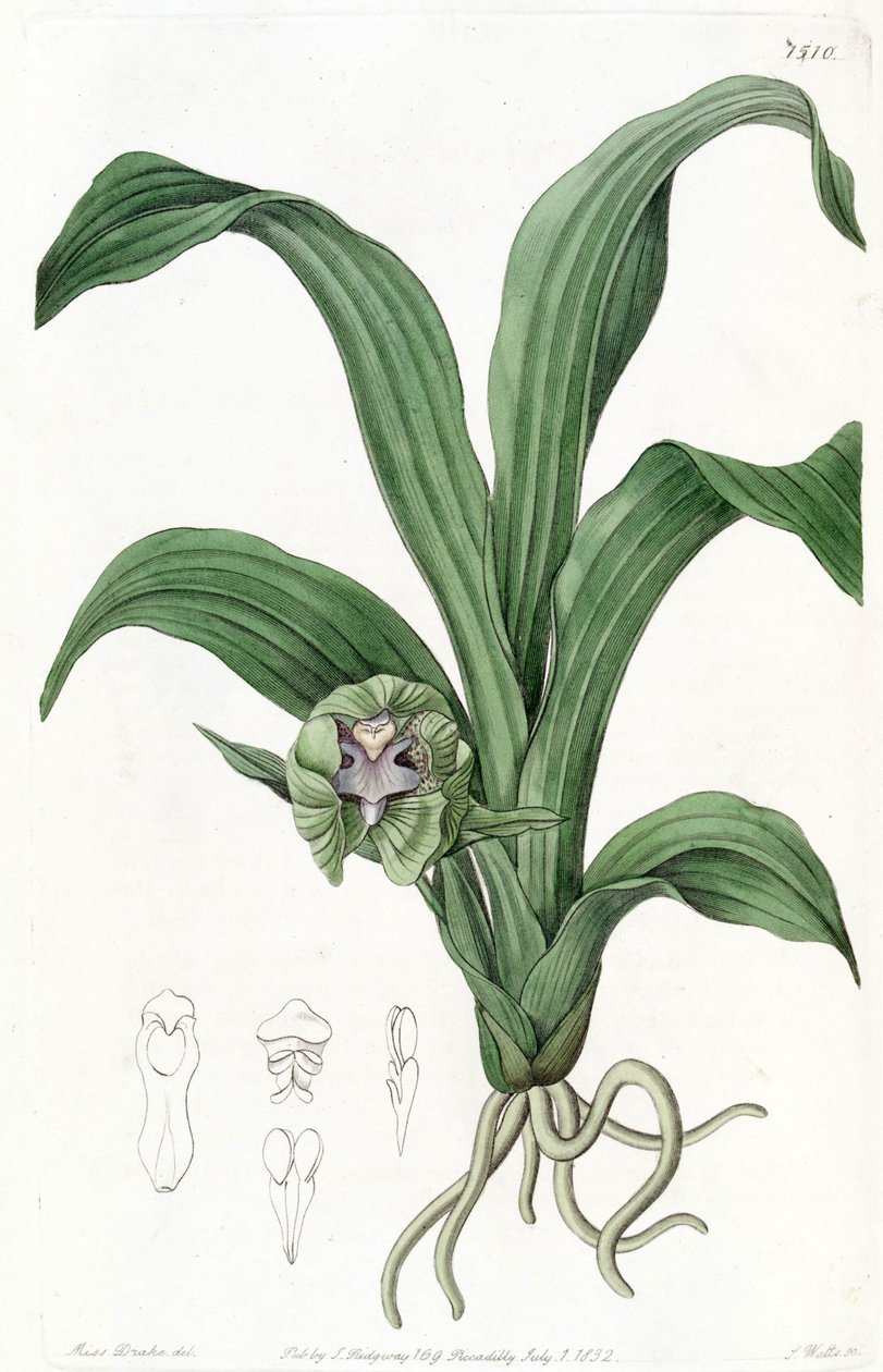 Pabstia viridis (als syn. Maxillaria viridis) door Miss Drake