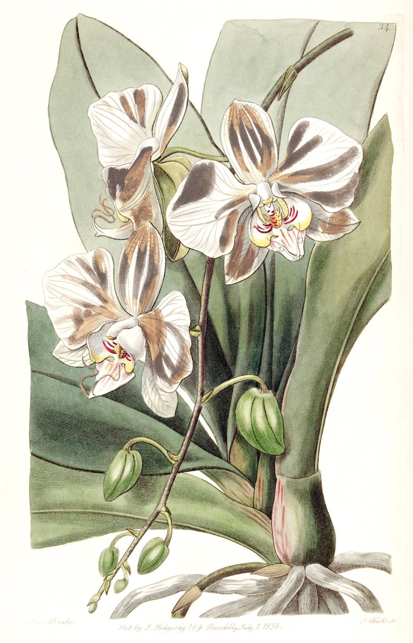 Phalaenopsis aphrodite subsp. aphrodite (als syn. Phalaenopsis amabilis Lindl. (1838), nom. illeg.) door Miss Drake