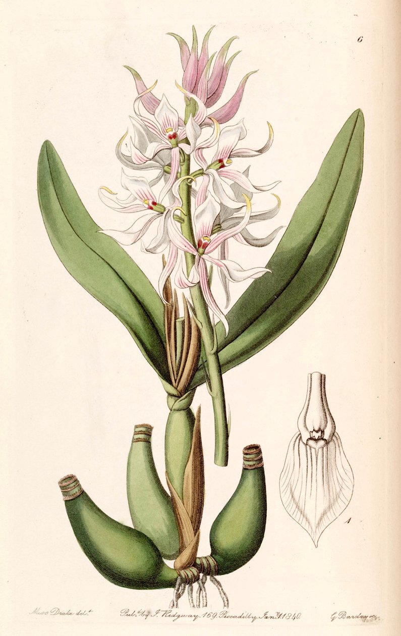 Prosthechea glumacea door Miss Drake