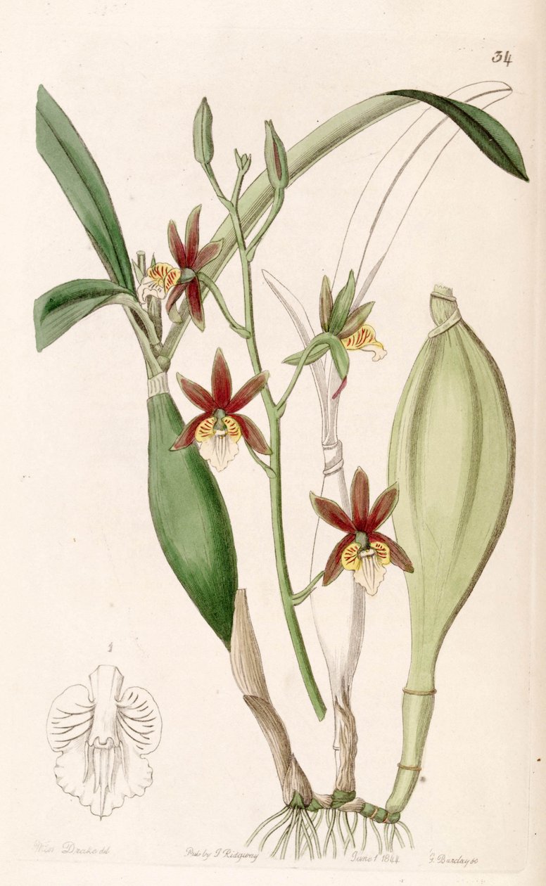 Prosthechea pterocarpa door Miss Drake