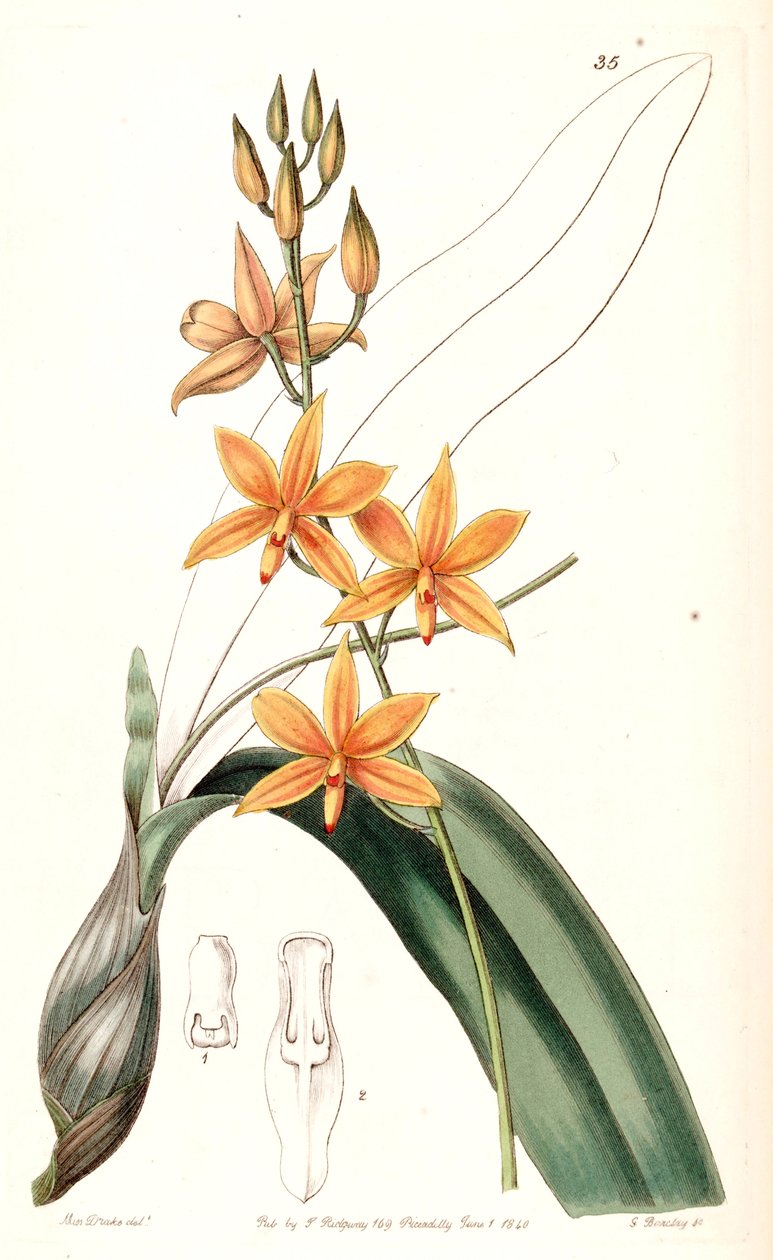 Prosthechea vitellina door Miss Drake