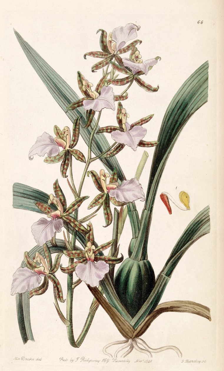 Rhynchostele bictoniensis door Miss Drake