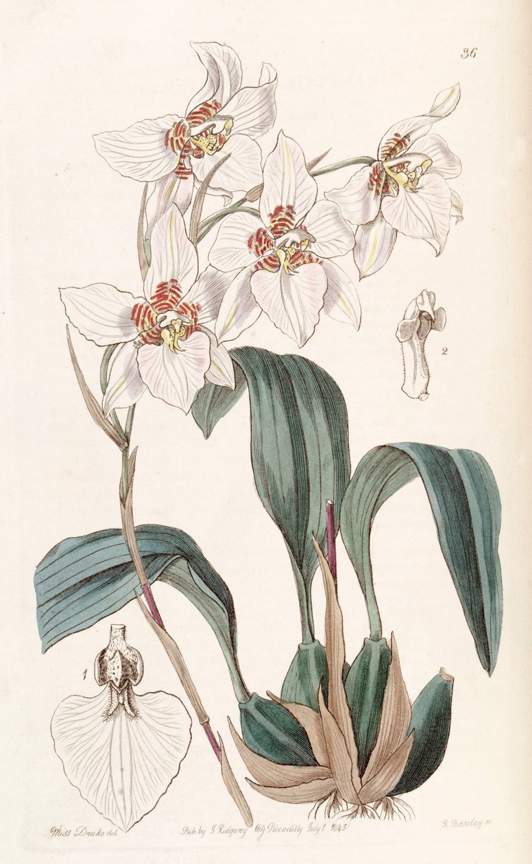 Rhynchostele cervantesii (als syn. Odontoglossum cervantesii) door Miss Drake