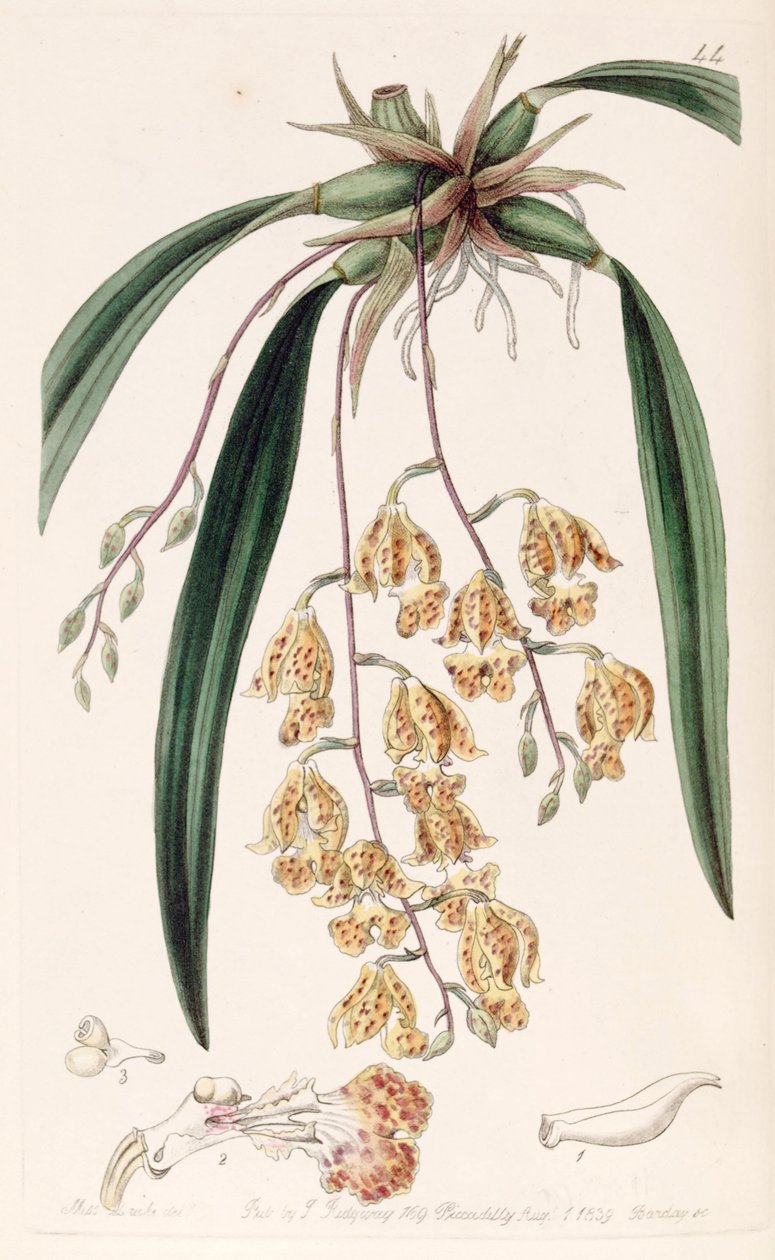 Rodriguezia sticta (als syn. Burlingtonia maculata) door Miss Drake