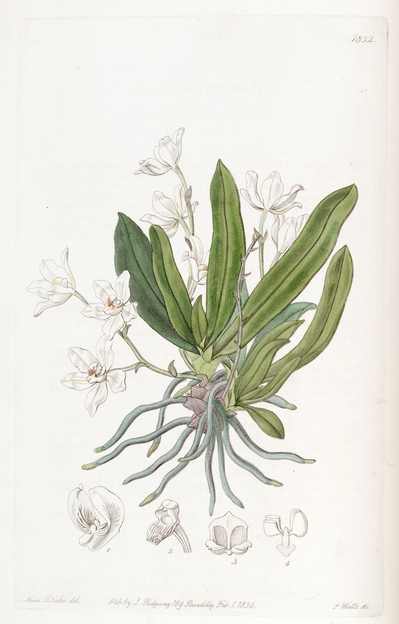 Sarcochilus falcatus door Miss Drake