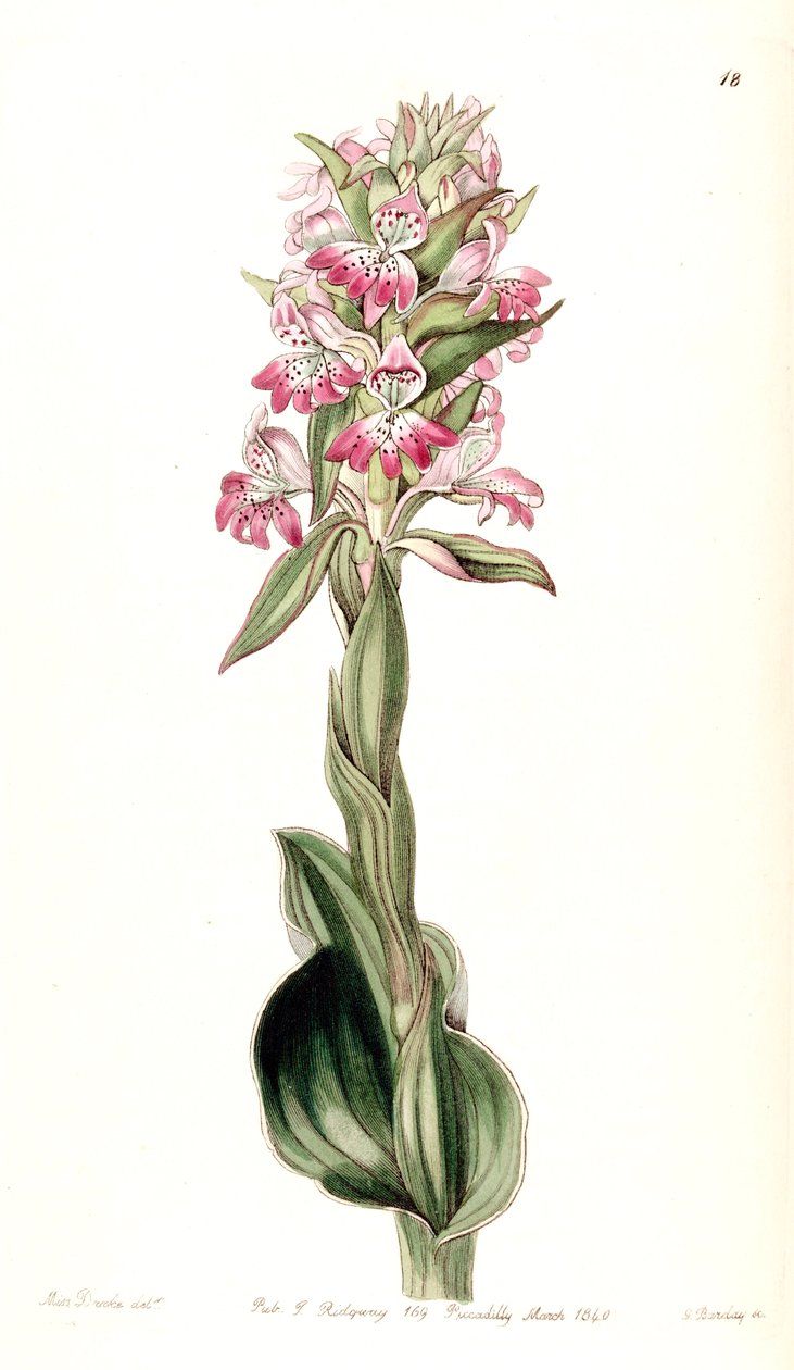 Satyrium erectum door Miss Drake