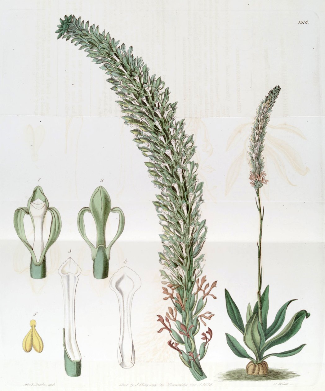 Sauroglossum nitidum (als syn. Sauroglossum elatum) door Miss Drake
