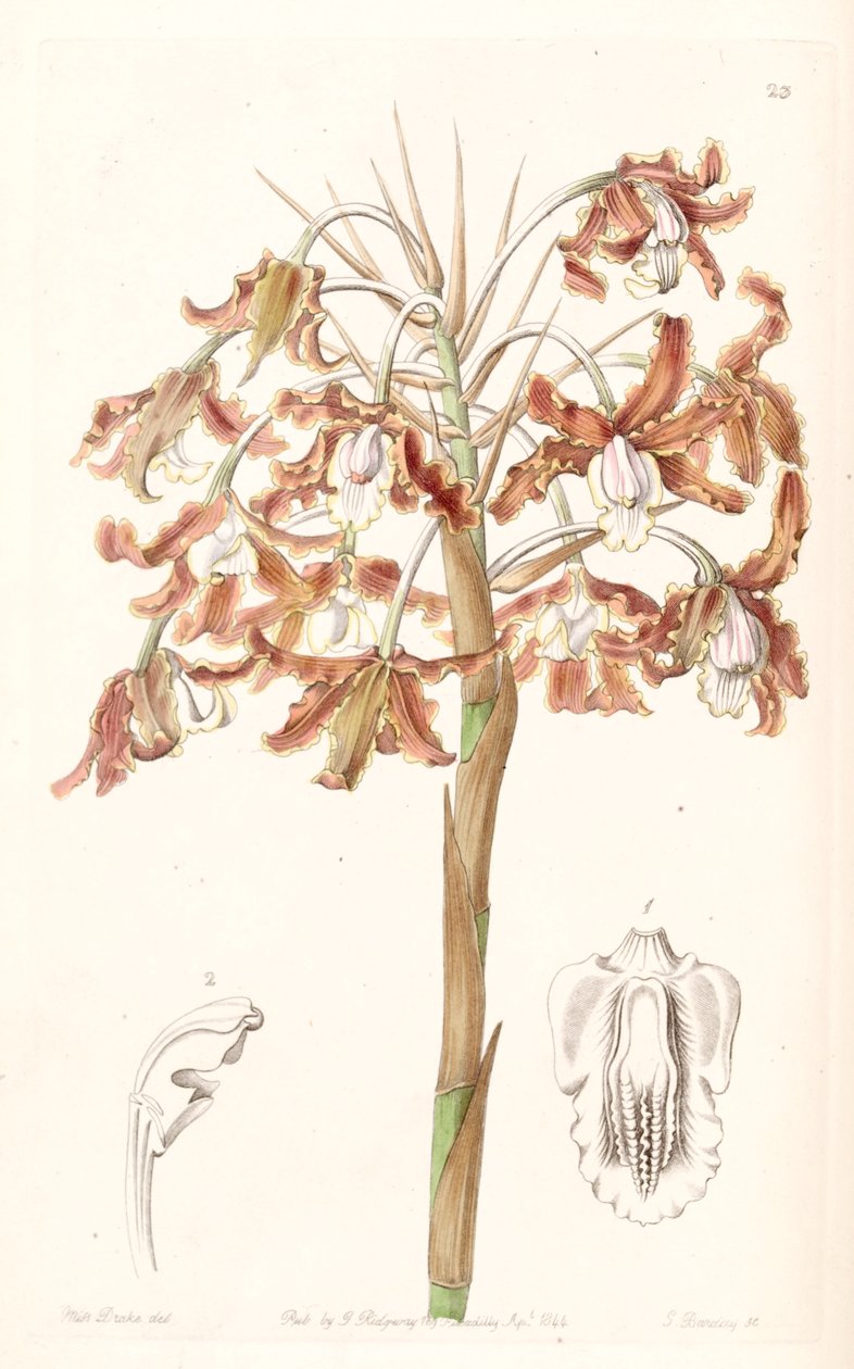 Schomburgkia crispa (syn. van Laelia marginata) door Miss Drake