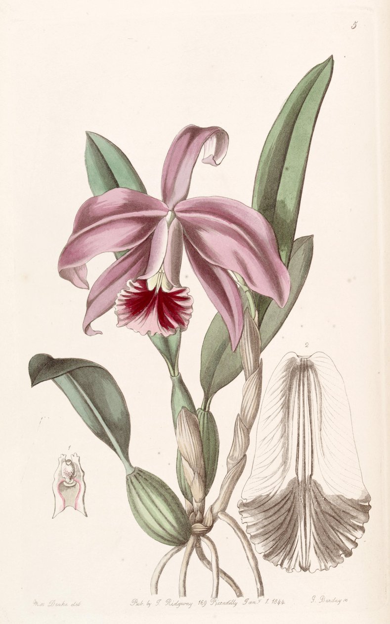 Sophronitis pumila door Miss Drake