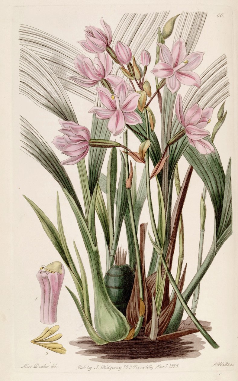 Spathoglottis plicata (als syn. Paxtonia rosea) door Miss Drake