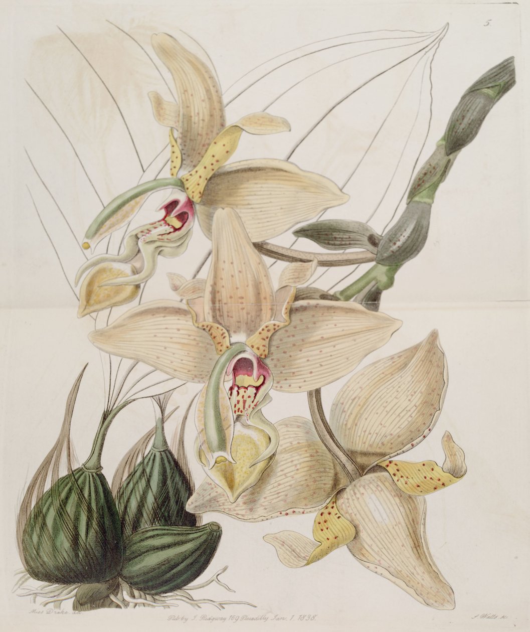 Stanhopea × quadricornis Lindl. (1838) door Miss Drake