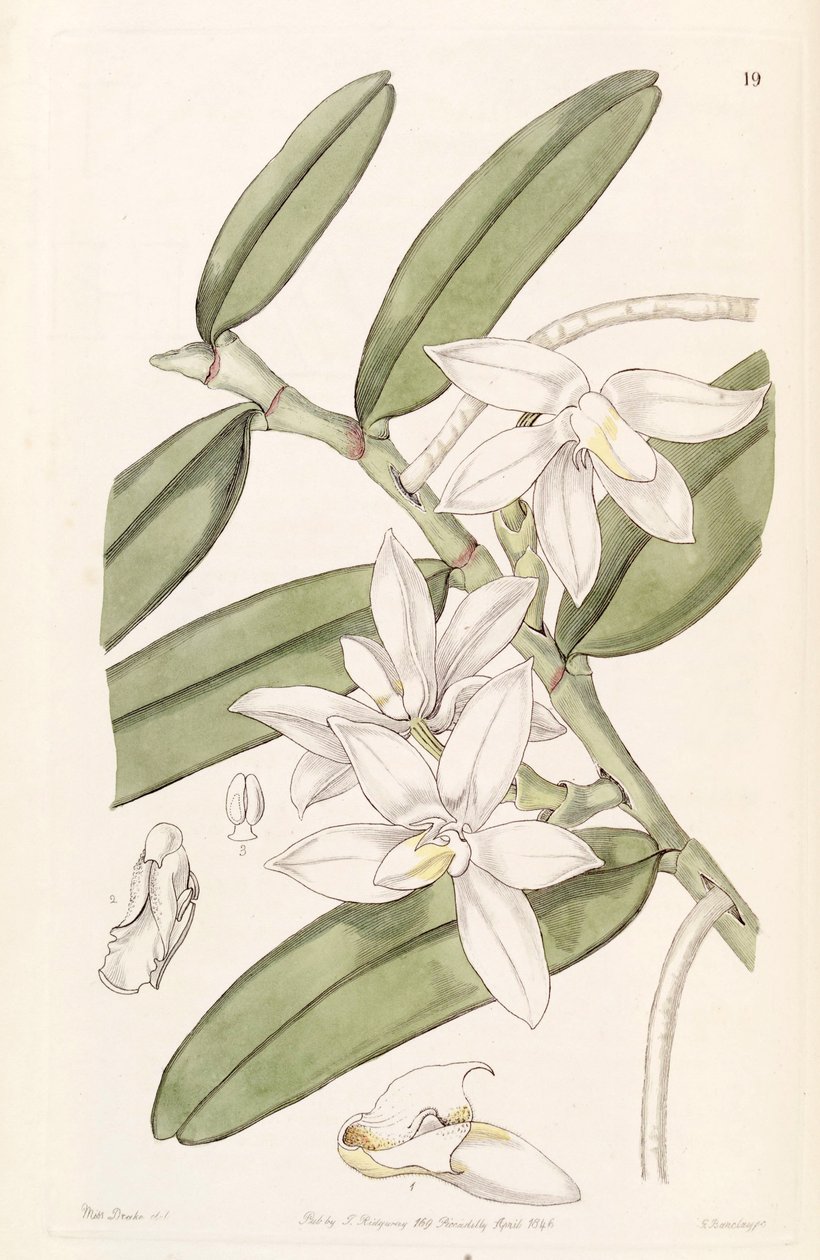 Thrixspermum calceolus (als syn. Sarcochilus calceolus) door Miss Drake