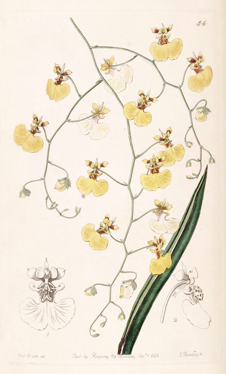 Tolumnia urophylla door Miss Drake