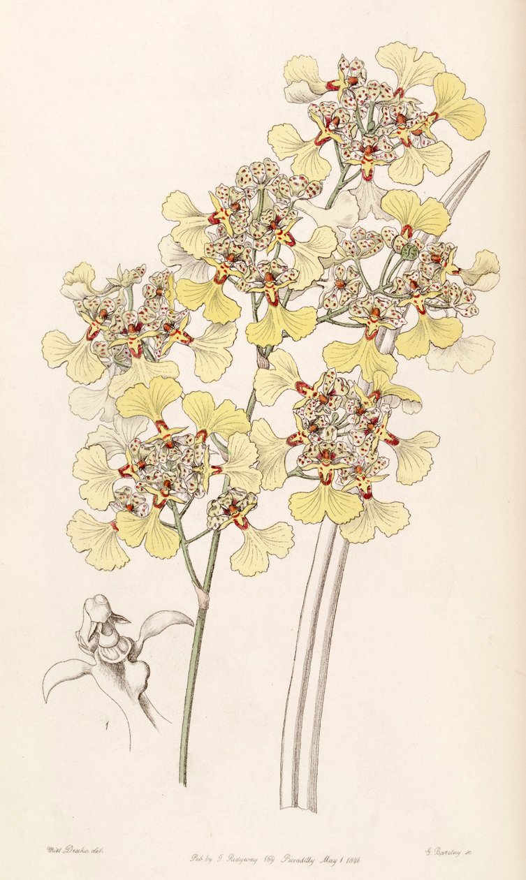 Trichocentrum lacerum (als syn. Oncidium lacerum) door Miss Drake