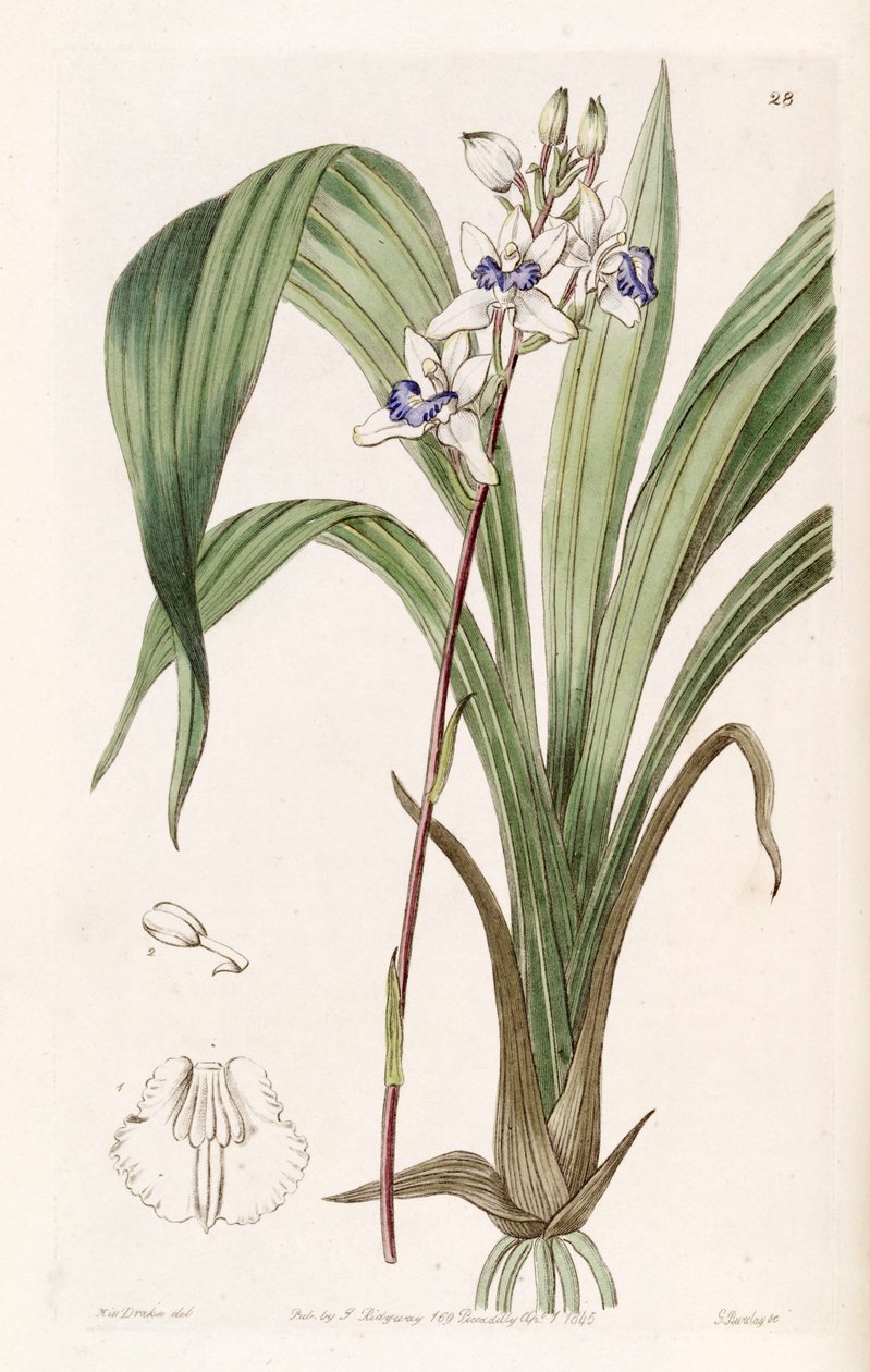 Warreella cyanea (als syn. Warrea cyanea) door Miss Drake