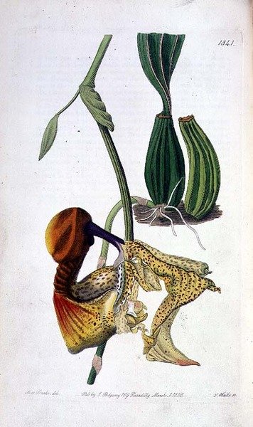 Orchidee: Laelia autumnalis, gepubliceerd door I. Ridgway door Miss Drake