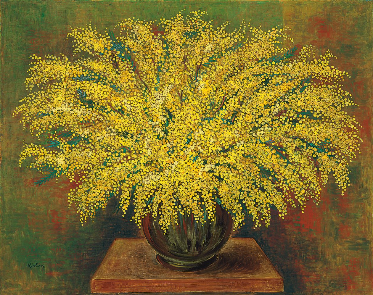 Mimosa