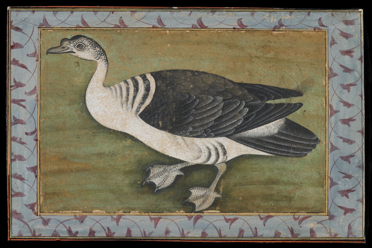 Een knobbeleend, schilderij, eind 18e eeuw door Mughal School