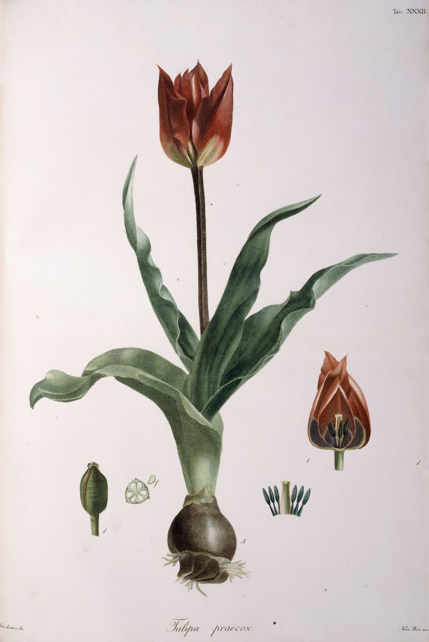 Tulipa praecox, 1811-1829 door Neapolitan School