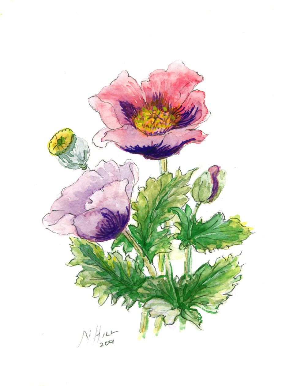 Papaver, 2001 door Nell Hill