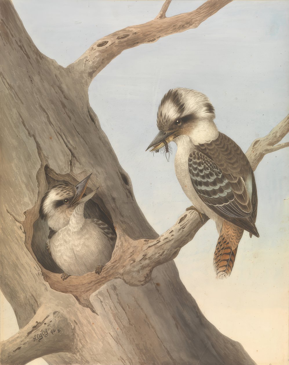 Kookaburra (Lachende Hans) door Neville Henry Cayley