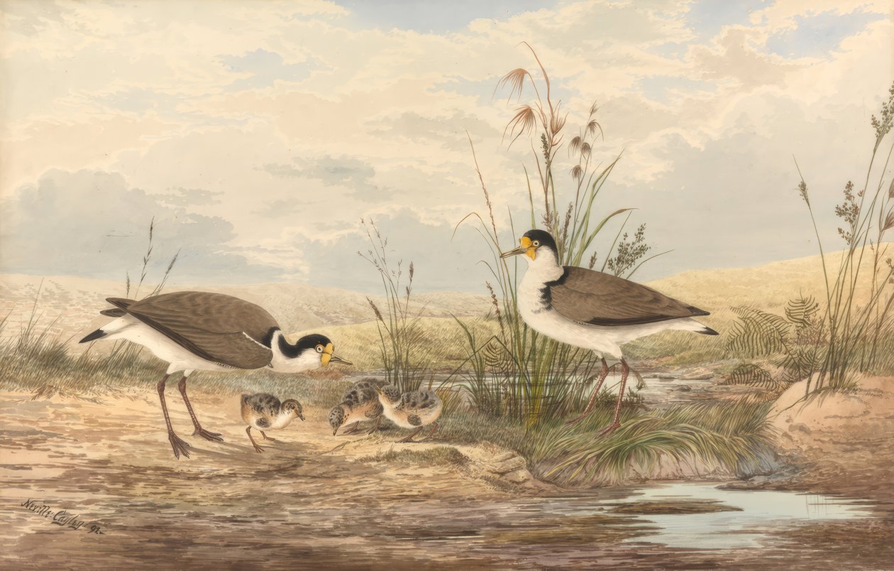 Maskerkievit, Vanellus miles door Neville Henry Cayley