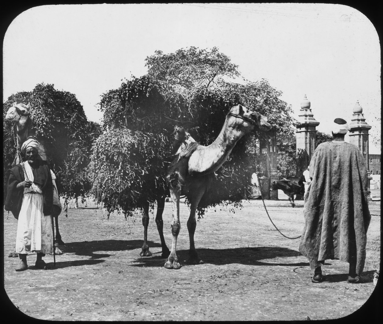 Kamelen die voer dragen, Egypte, c1890 door Newton and Co