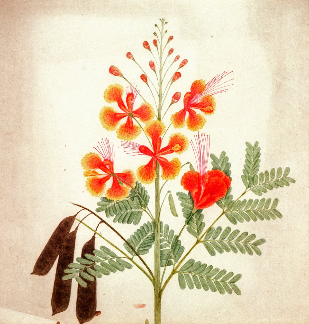 Bloemenstudie door Nicholas Tomlinson