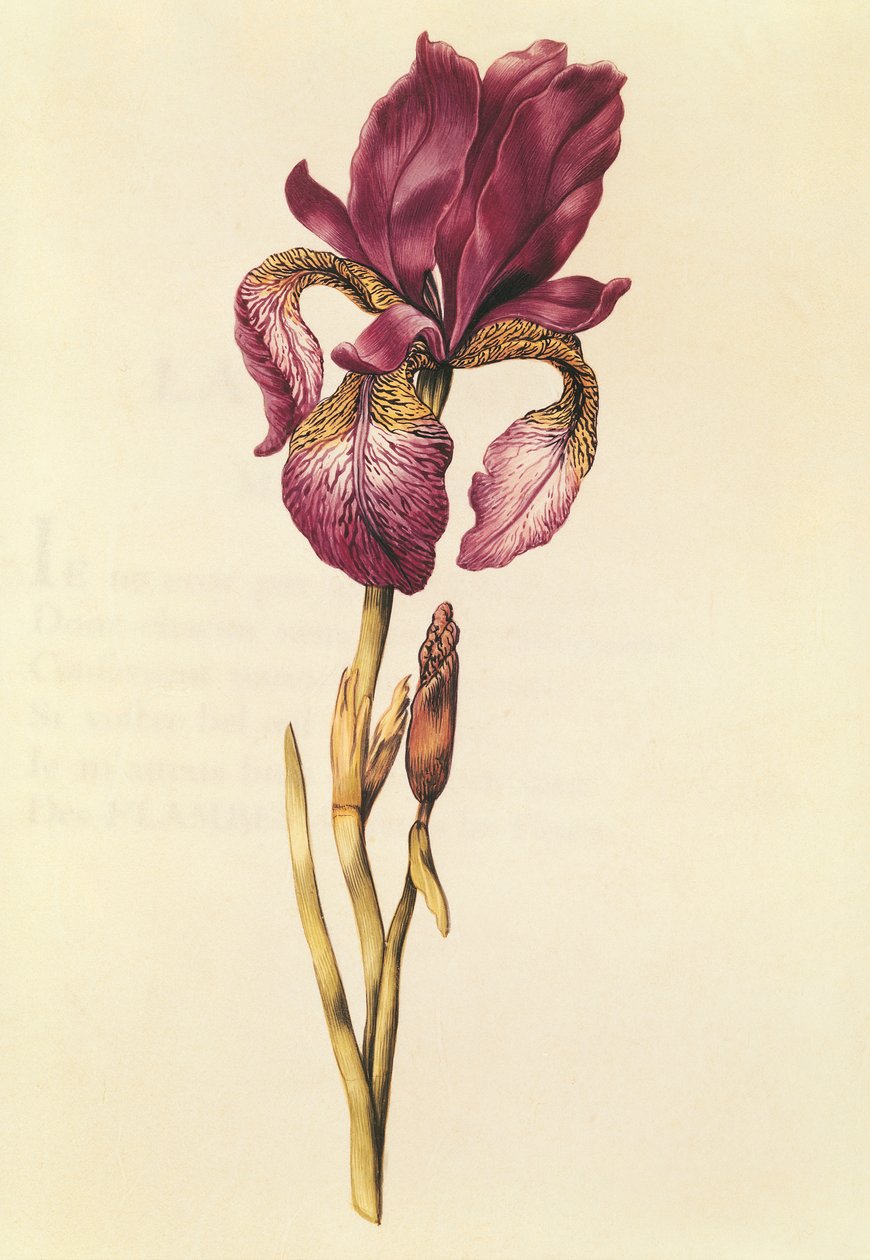 Iris, uit 