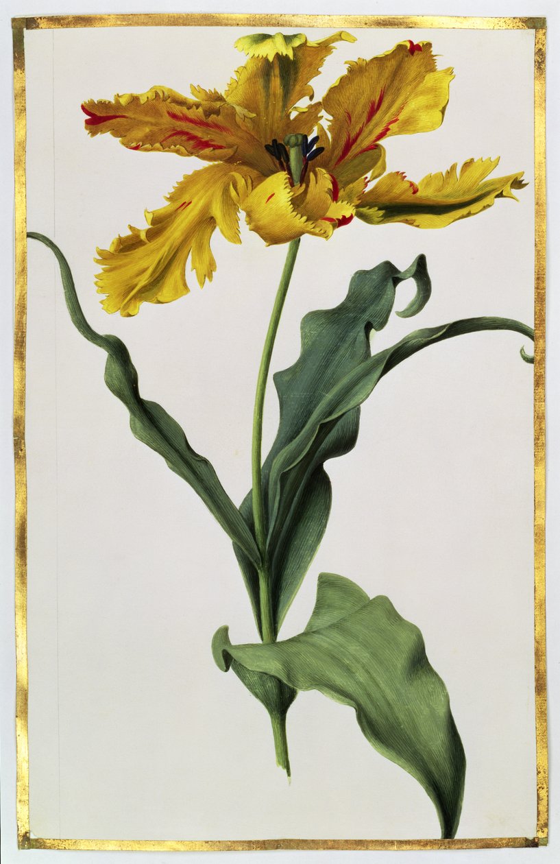 Tulp, circa 1675 door Nicolas Robert