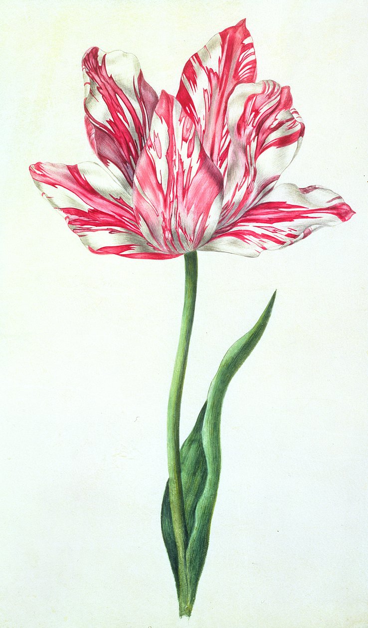 Tulp, c.1675 door Nicolas Robert