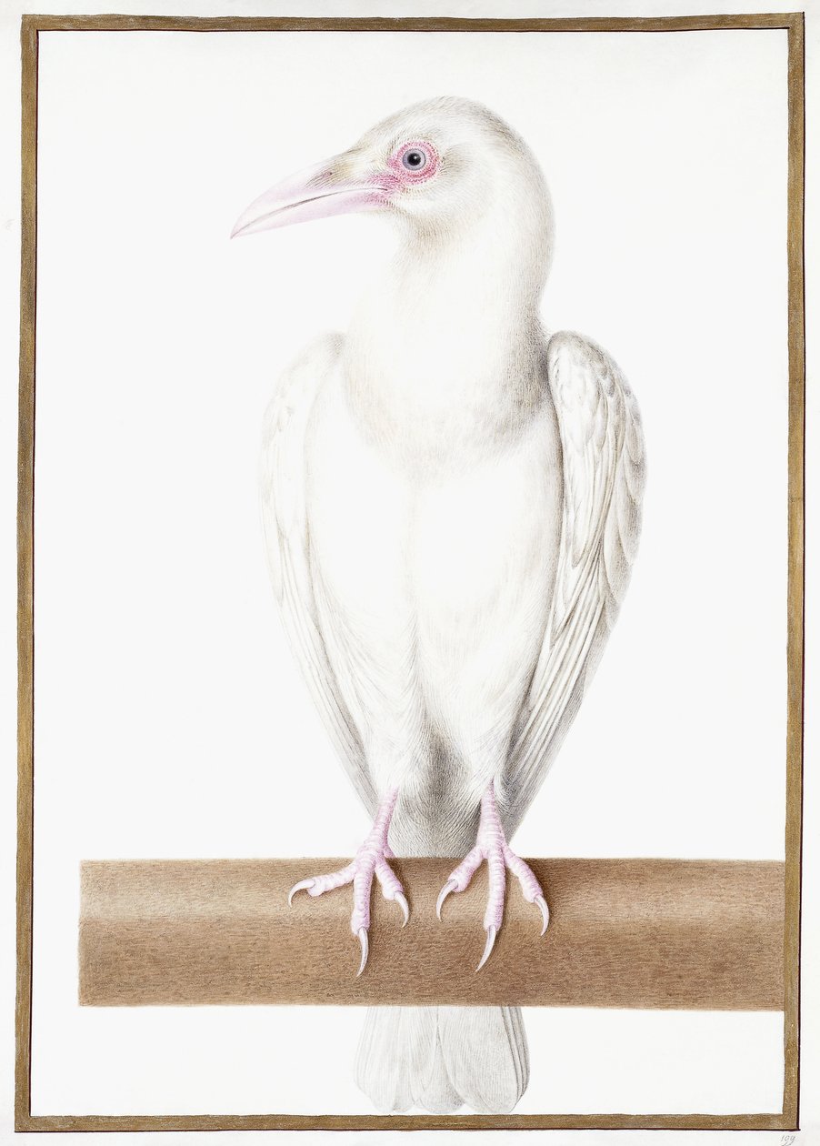 Albino Kraai door Nicolas Robert