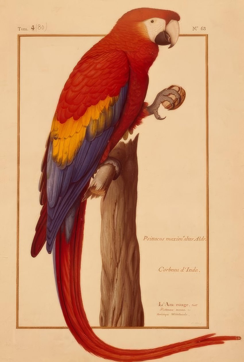 Psittacus maximus Aldr (ovandi) door Nicolas Robert