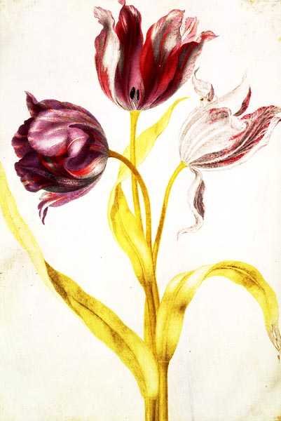 Tulpen door Nicolas Robert