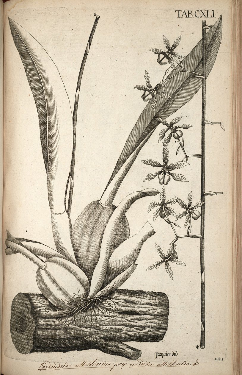 Illustratie van Oncidium abruptum (als syn. Epidendrum altissimum Jacq) door Nikolaus Joseph von Jacquin