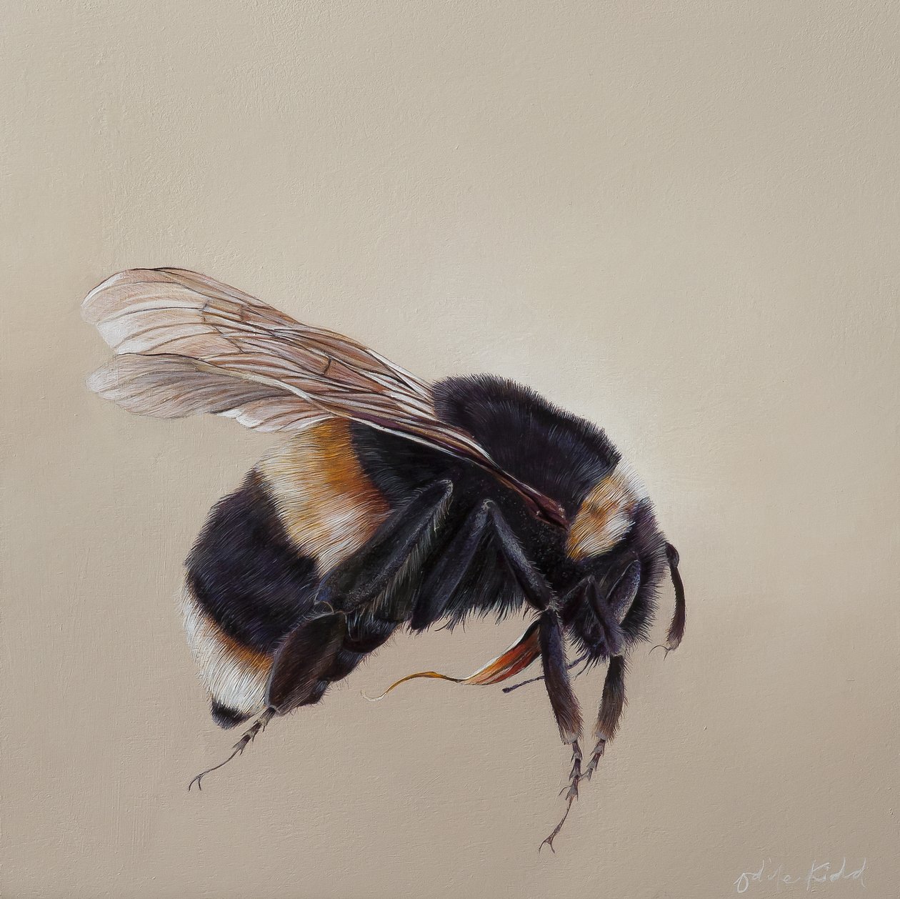 Bombus terrestis 8, 2013 (acryl op hout) door Odile Kidd