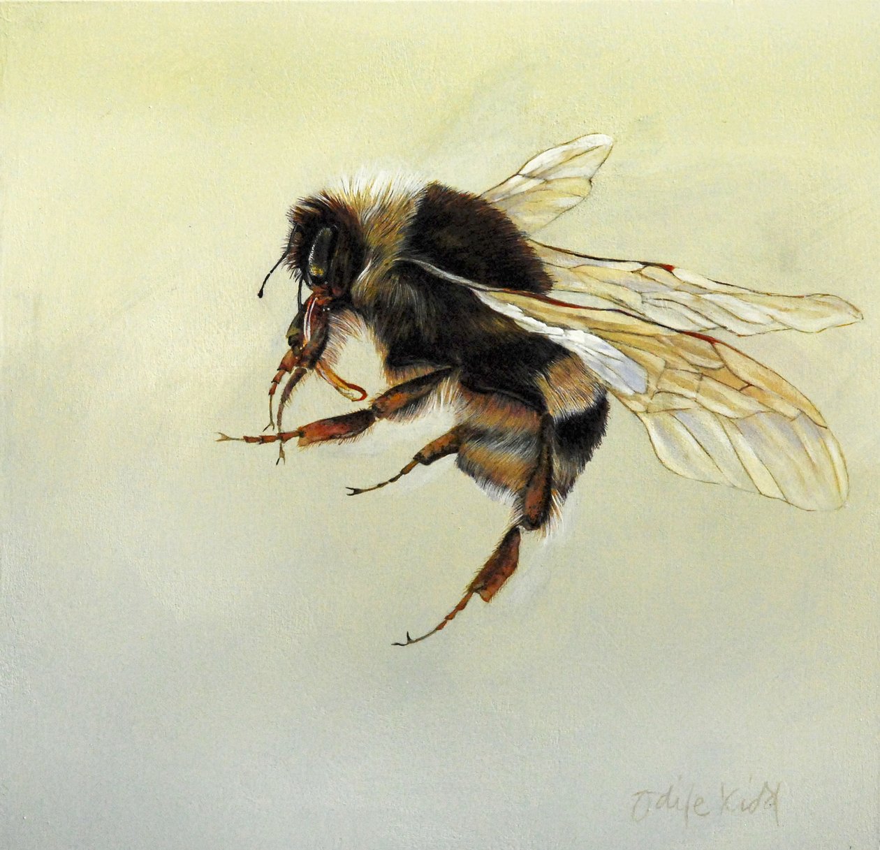 Bombus terrestris 4, 2011 (acryl op hout) door Odile Kidd